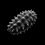 Burnt Sea Cucumber